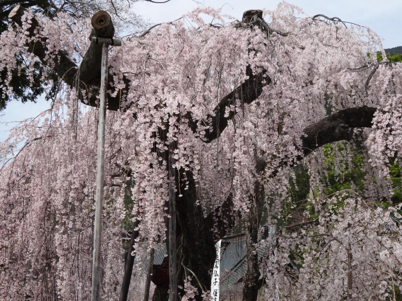 료칸 타나카야 Minobu 외부 사진